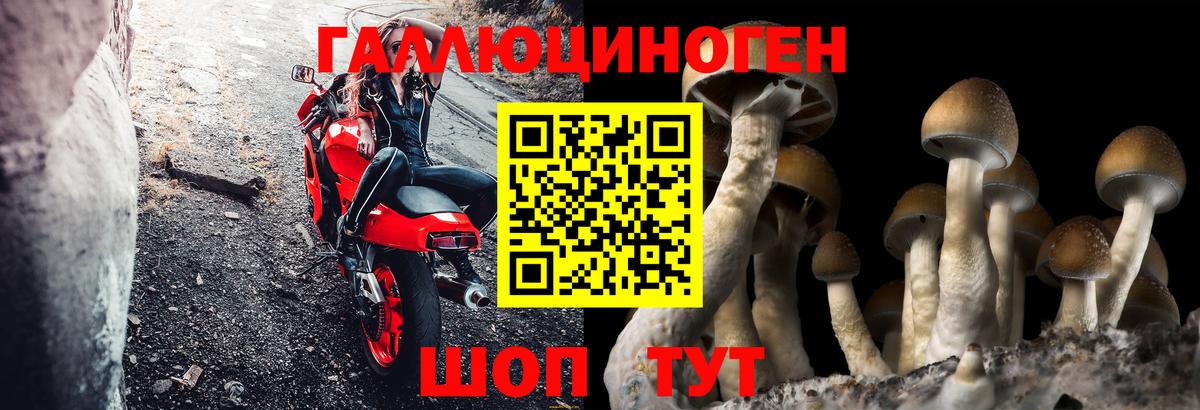 Вятские Поляны  Галлюциногенные грибы Psilocybine cubensis  Вход с VPN 